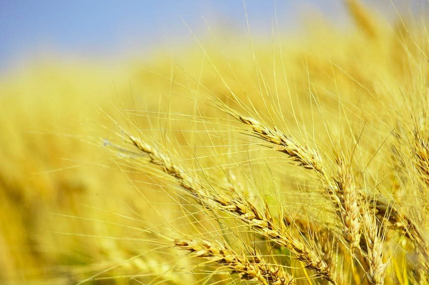 closeup photography of rice grains