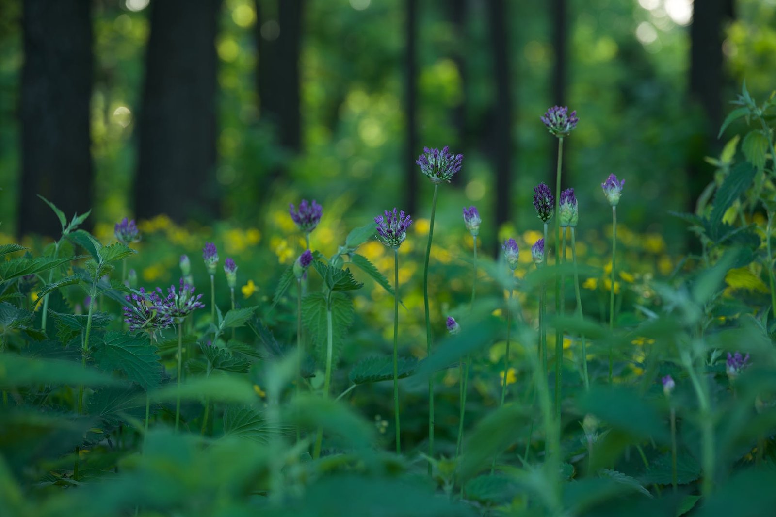 selective focus shot of purple flowers