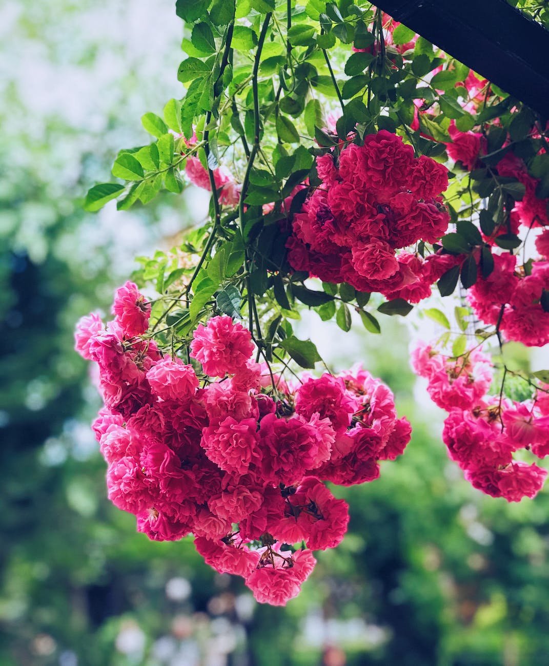 pink roses in nature