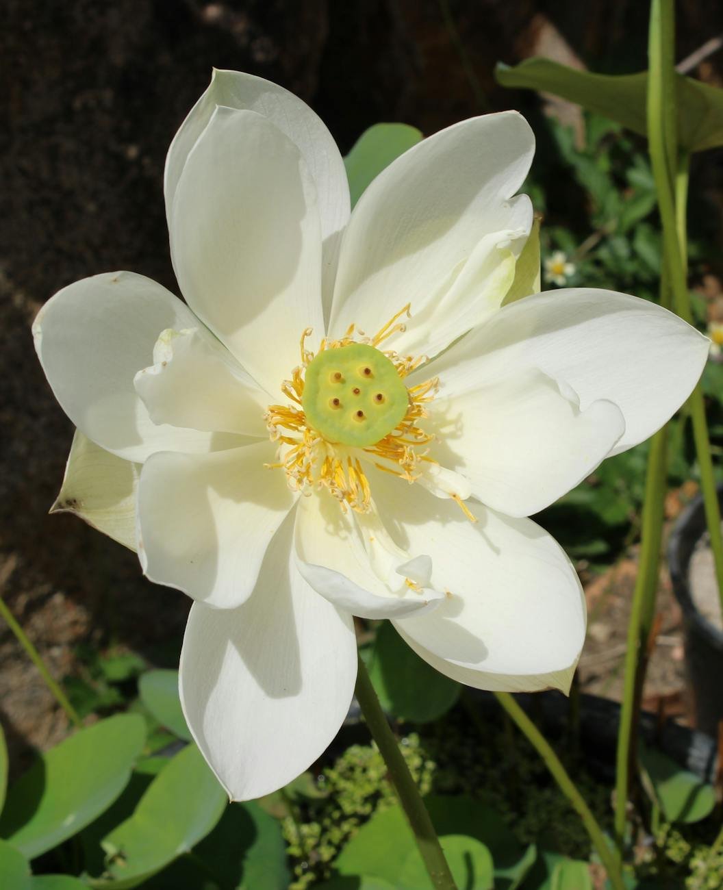 white lotus flower blooming in brisbane garden