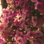 Important Review of the Book: The Harmonics of Life
