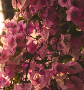 pink flowers growing on tree