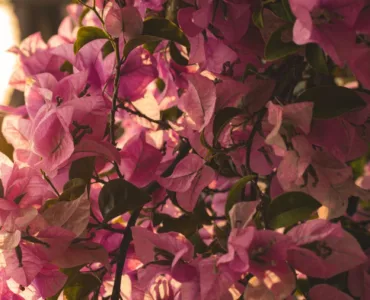 pink flowers growing on tree