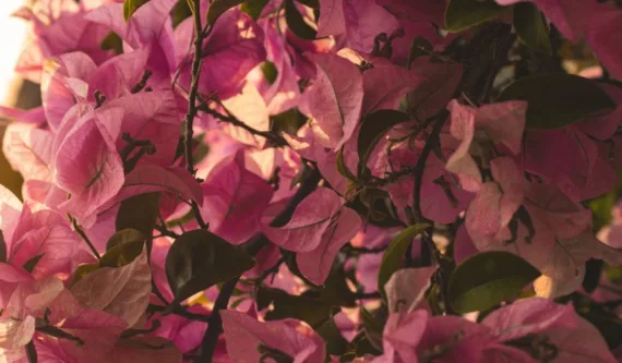 pink flowers growing on tree